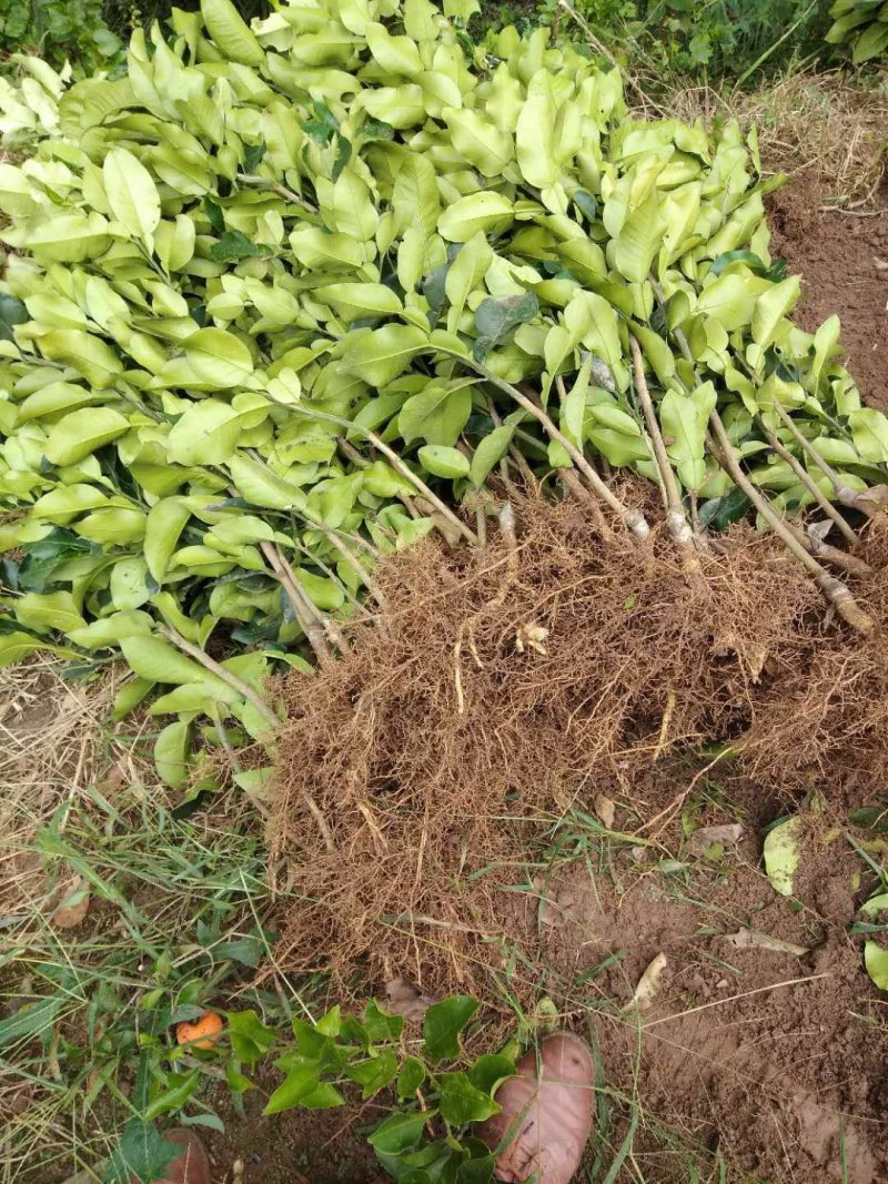 红心蜜柚苗(基地直供，品种纯正