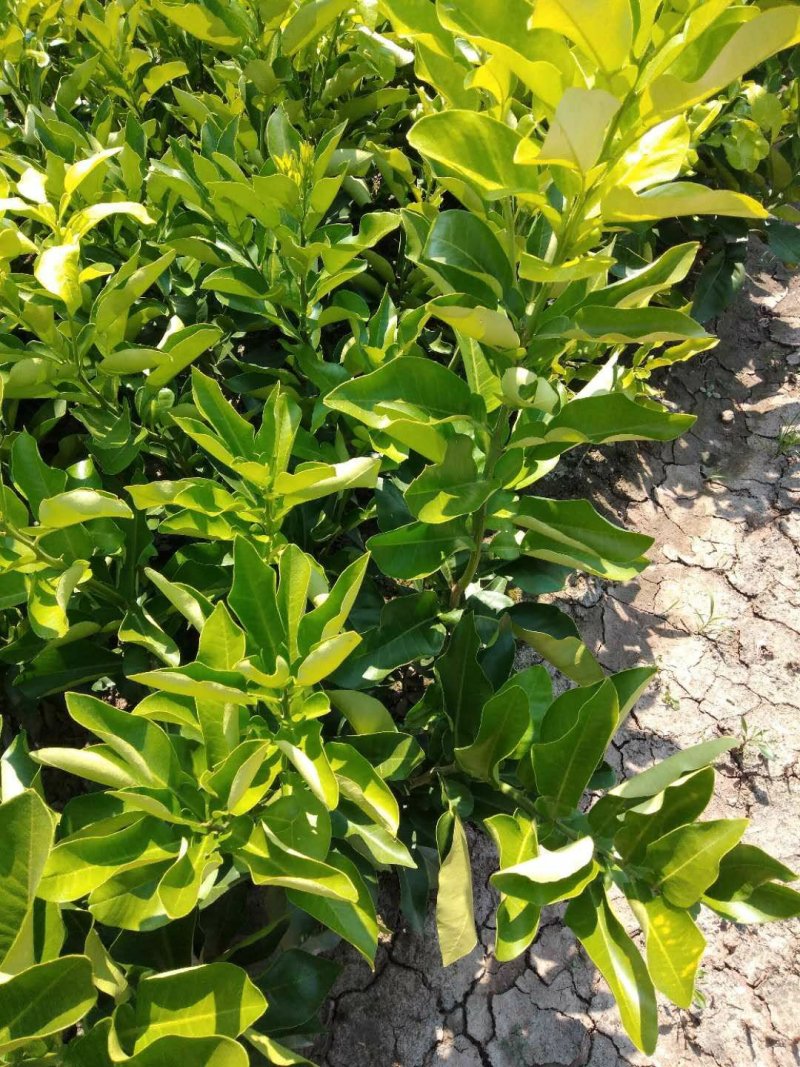 红心蜜柚苗(基地直供，品种纯正