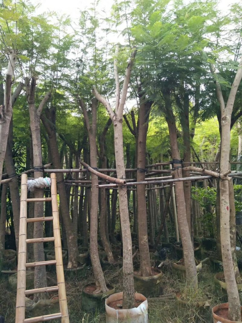蓝花楹