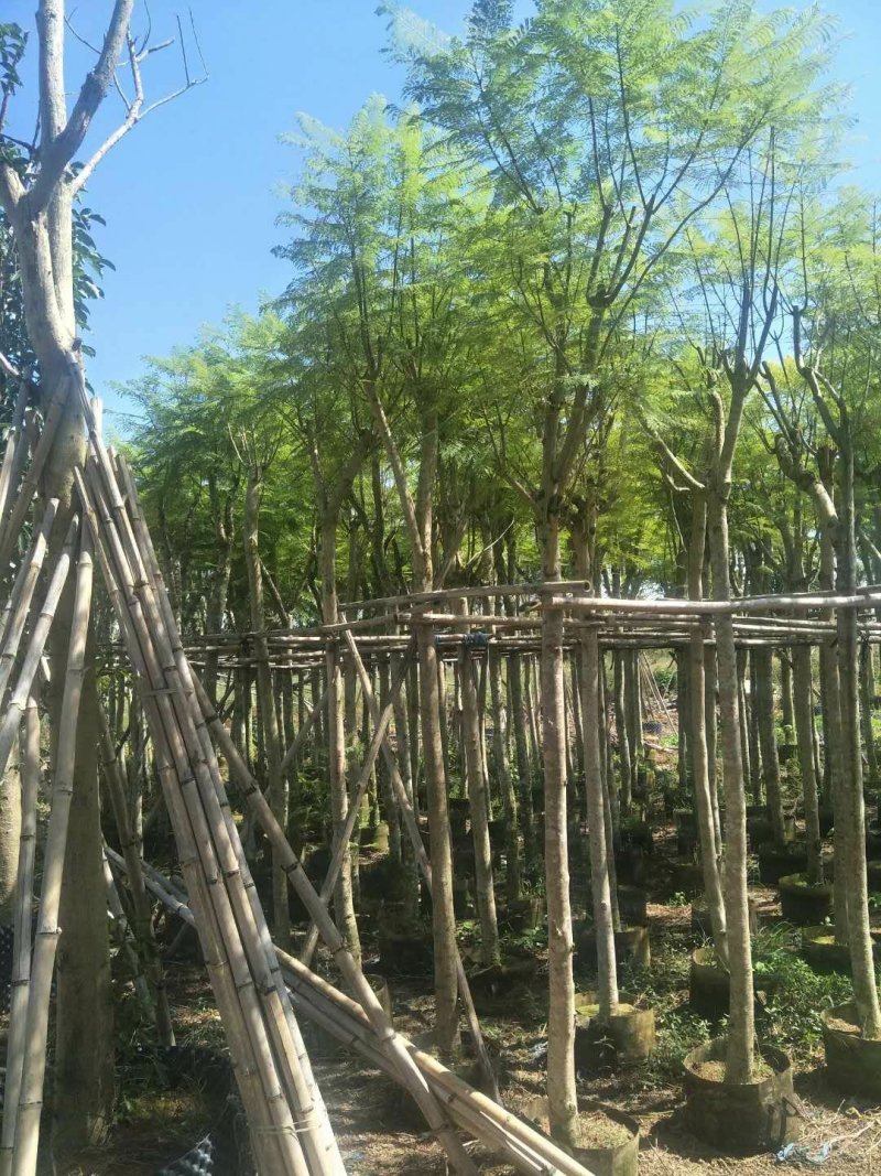 蓝花楹