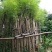 蓝花楹