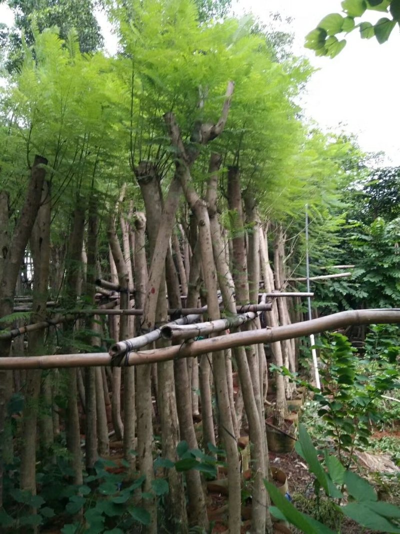 蓝花楹