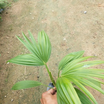矮蒲葵