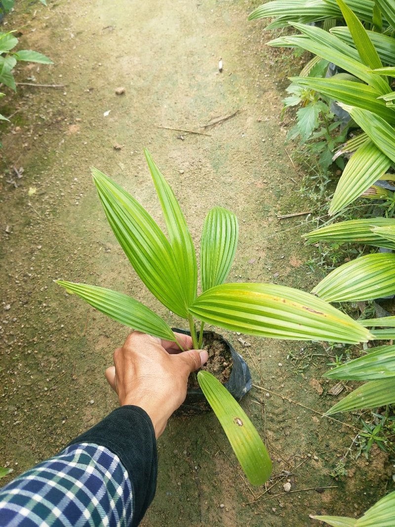 矮蒲葵