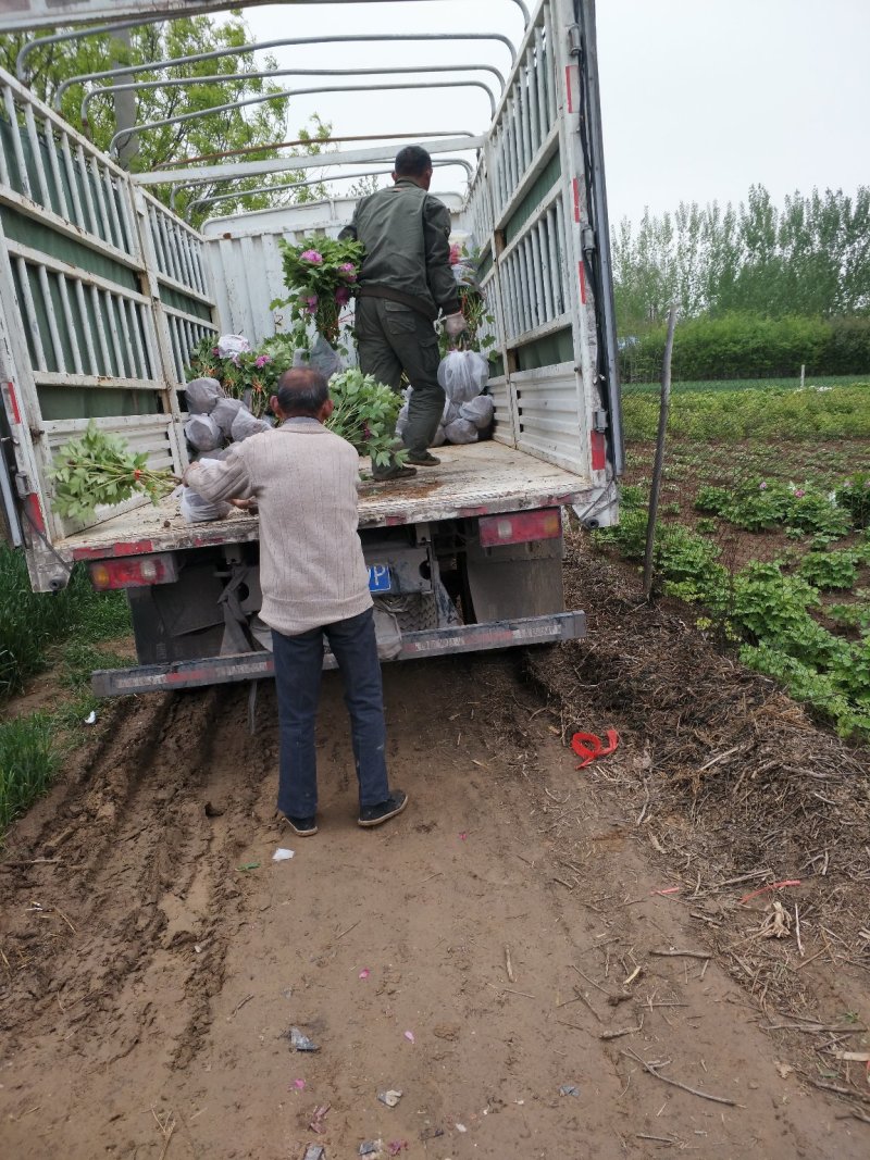 花王牡丹观赏苗一年苗长势快
