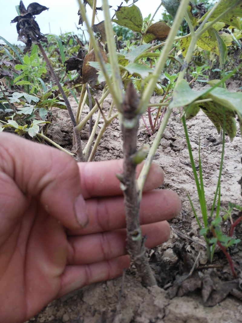 花王牡丹观赏苗一年苗长势快