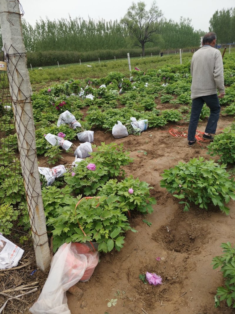花王牡丹观赏苗一年苗长势快