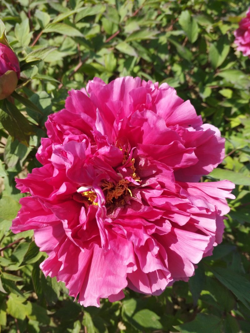 花王牡丹观赏苗一年苗长势快