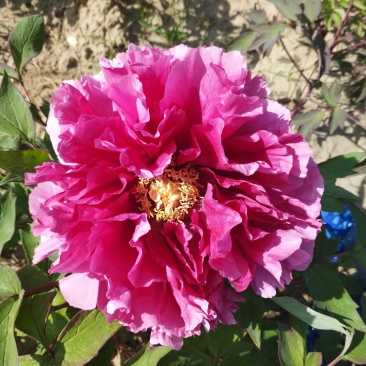 花王牡丹观赏苗一年苗长势快