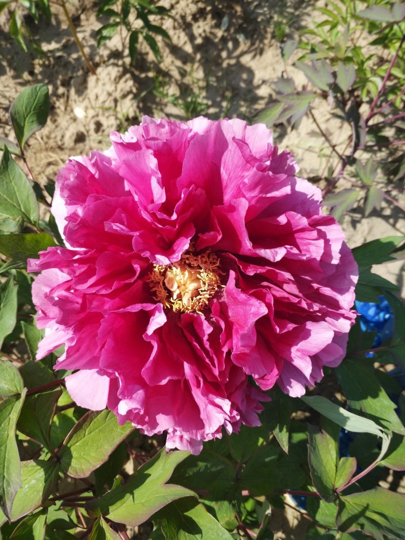 花王牡丹观赏苗一年苗长势快