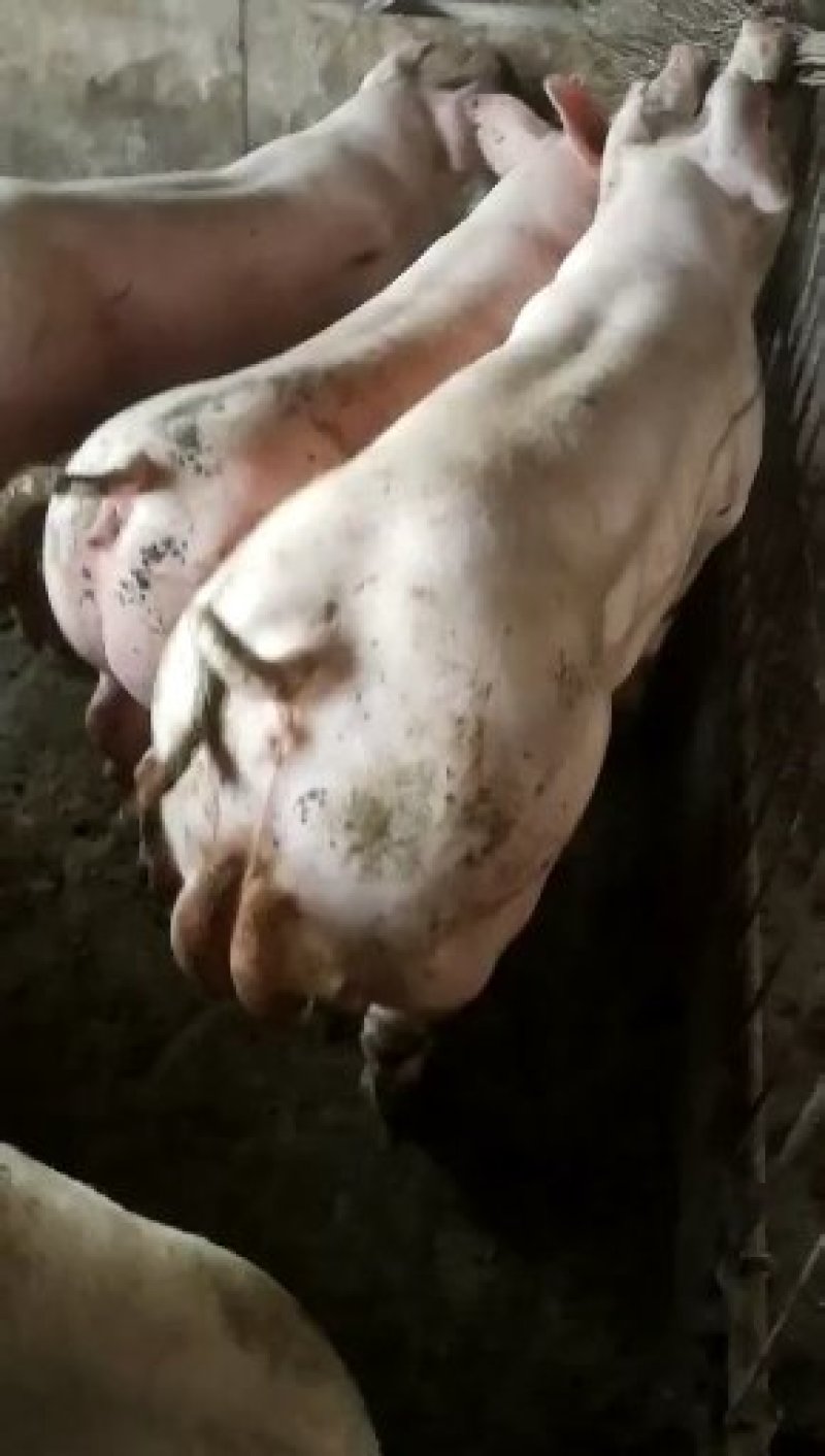 长白种公猪