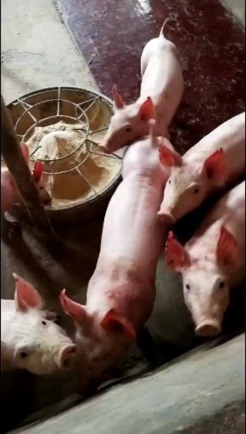 长大二元母猪
