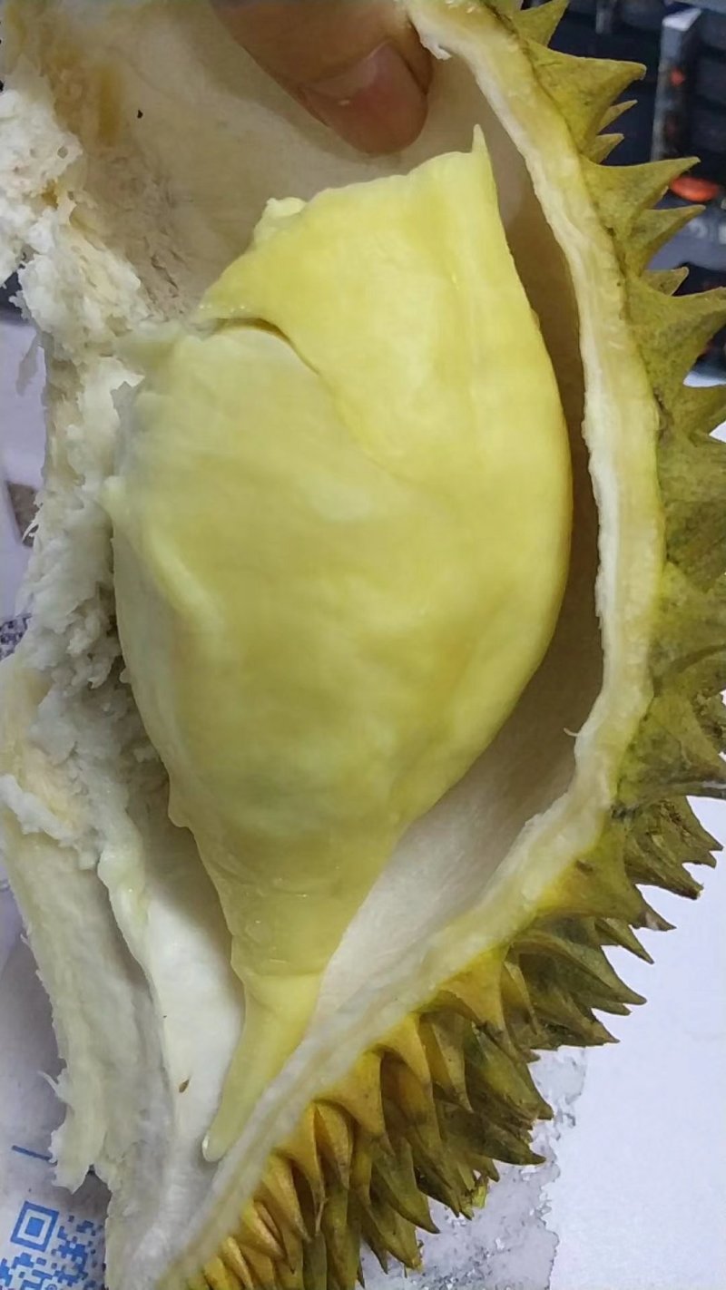 巴掌金枕榴莲