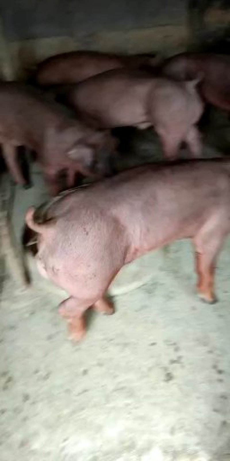 新美系杜洛克种猪