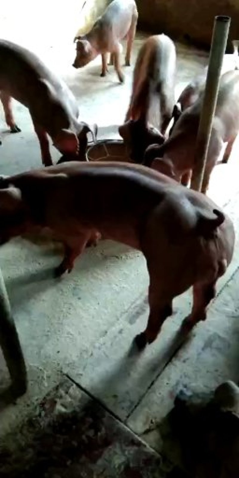 新美系杜洛克种猪