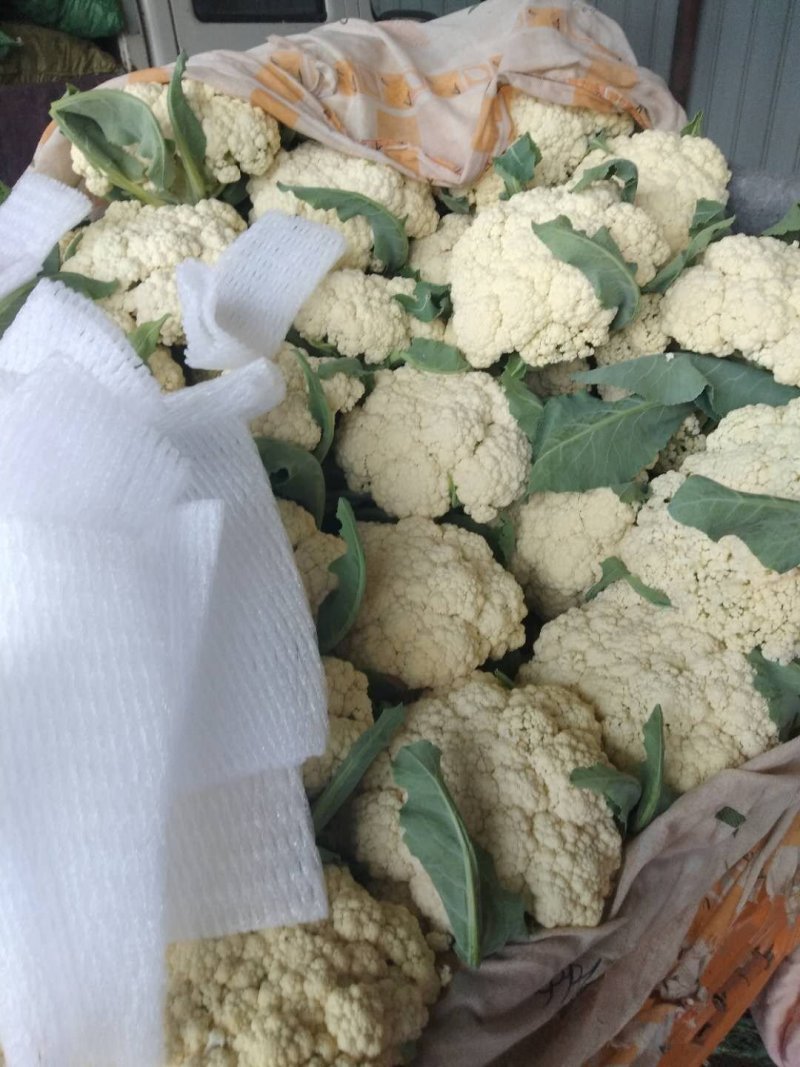 有机花菜，散花，色泽乳白，小米粒，个头均匀，