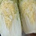 大娃娃菜