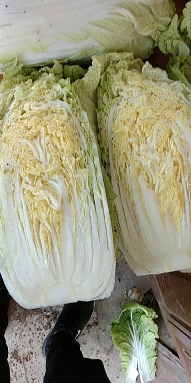 大娃娃菜