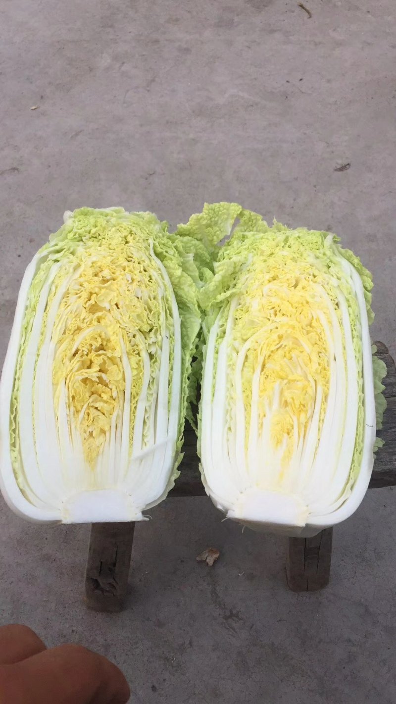大娃娃菜