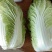 大娃娃菜