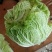大娃娃菜