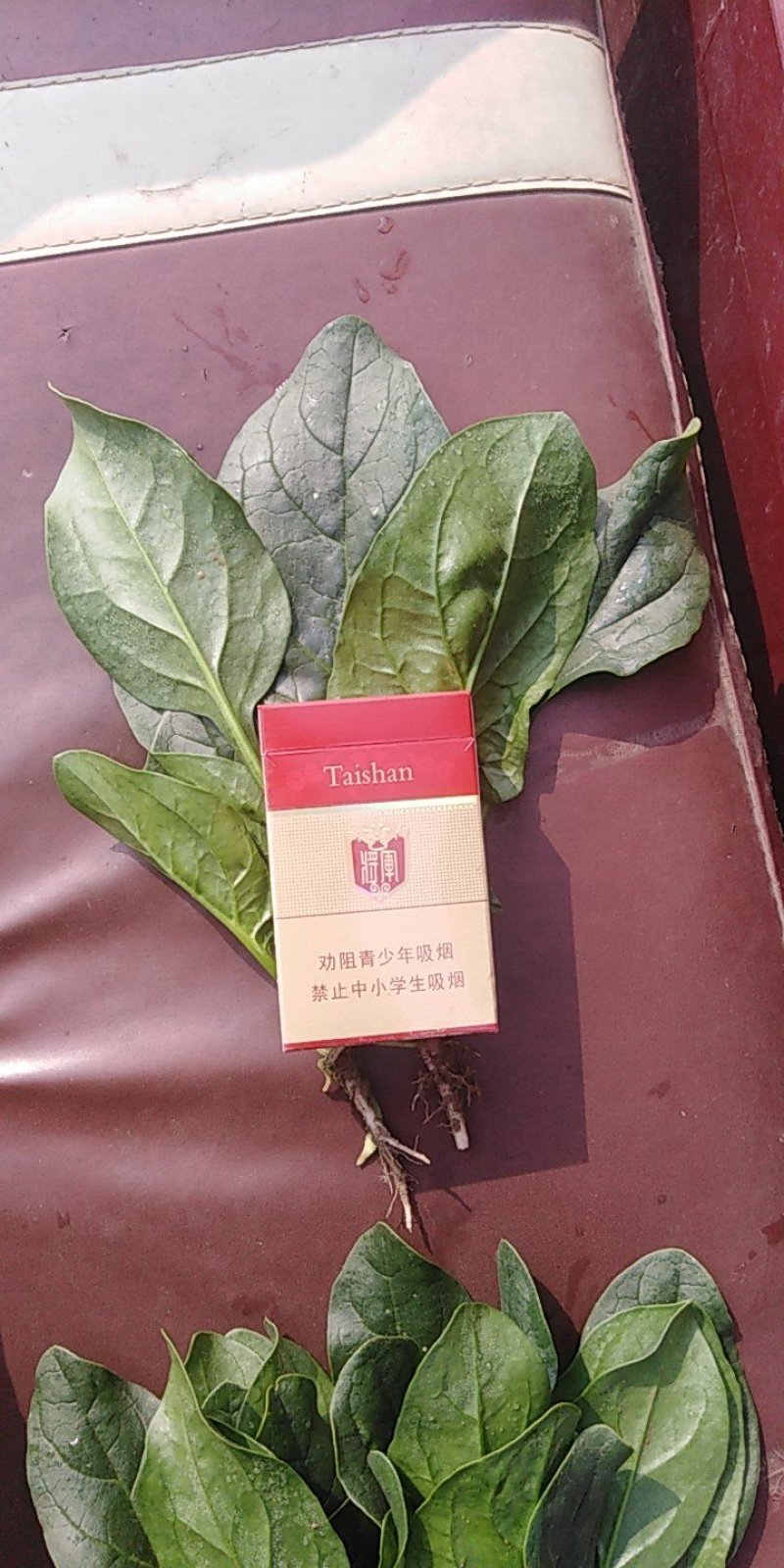 菠菜