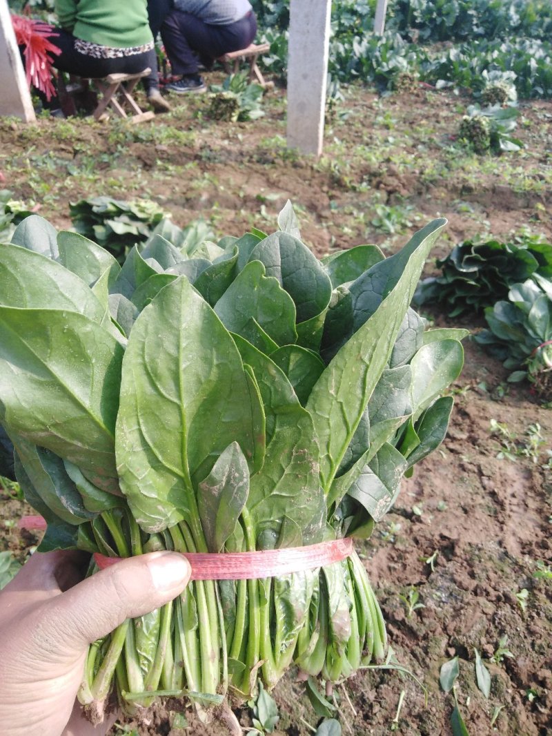 菠菜