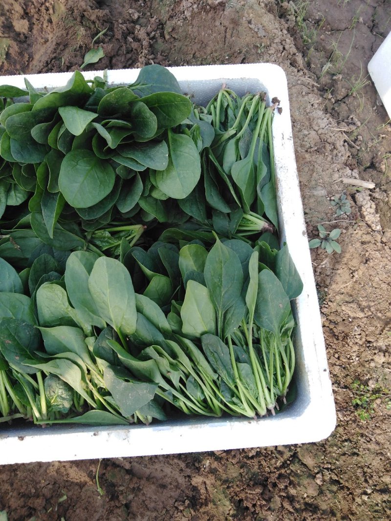 菠菜