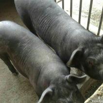 苏太母猪生态养殖全国