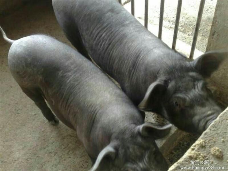 苏太母猪生态养殖全国包邮