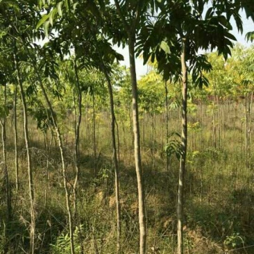 江西苗圃培育各种优质1-3公分无患子产地直销