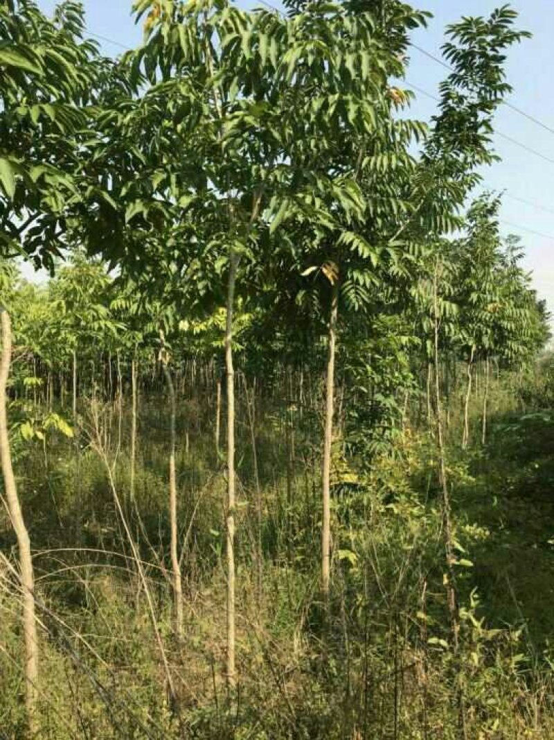江西苗圃培育各种优质1-3公分无患子产地直销