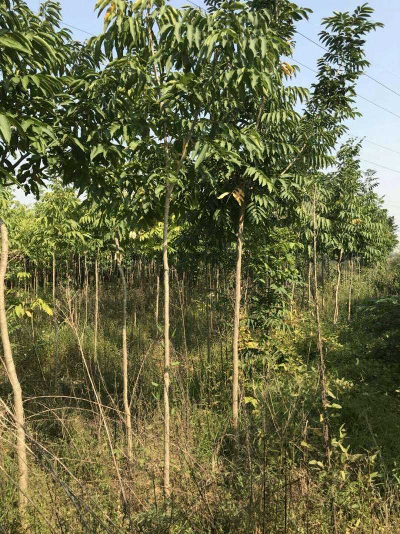 江西苗圃培育各种优质1-3公分无患子产地直销