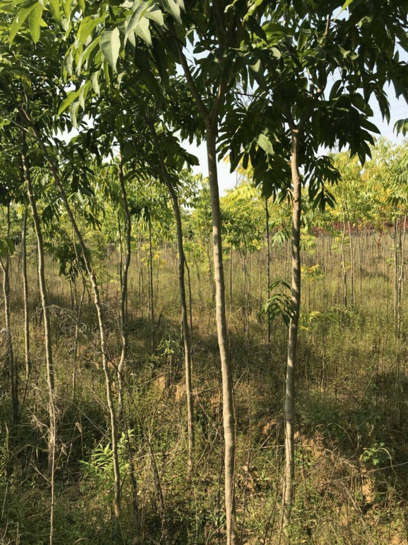 江西苗圃培育各种优质1-3公分无患子产地直销
