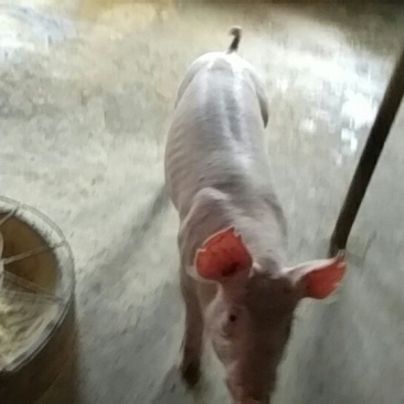 长大二元母猪长太二元母猪发货全国