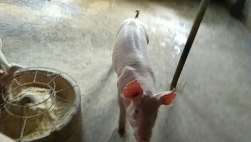 长大二元母猪长太二元母猪发货全国