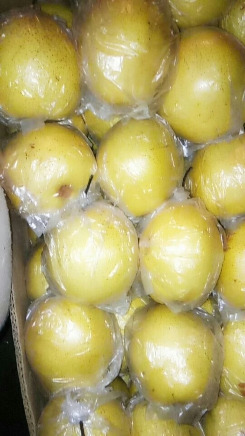 雪花梨京白梨口感好皮毛亮有意者联系可到实地考察