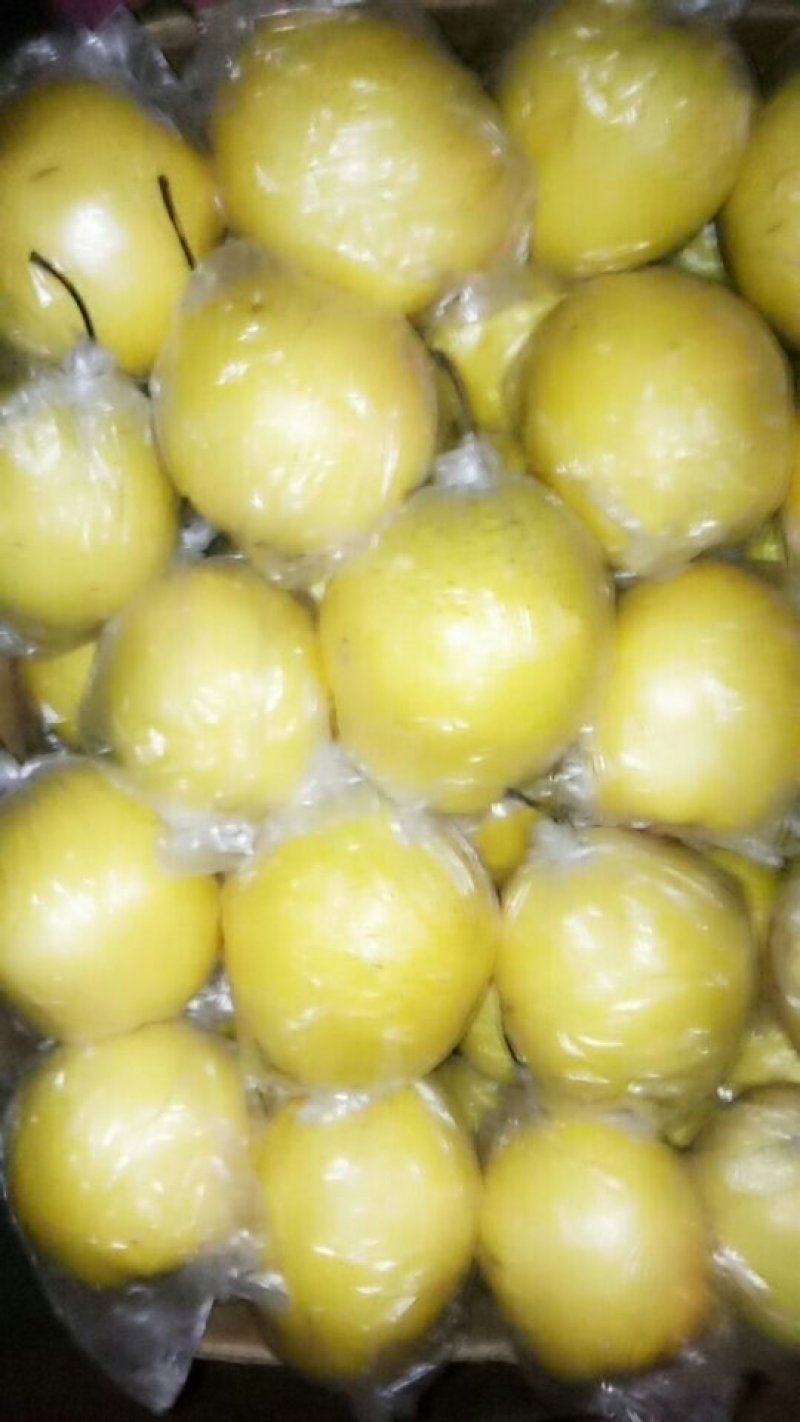 雪花梨京白梨口感好皮毛亮有意者联系可到实地考察