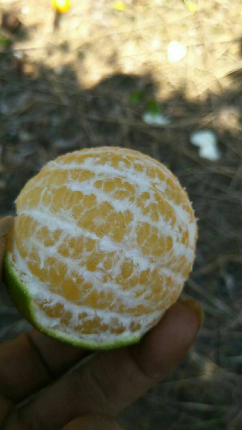 皇帝柑青果上市