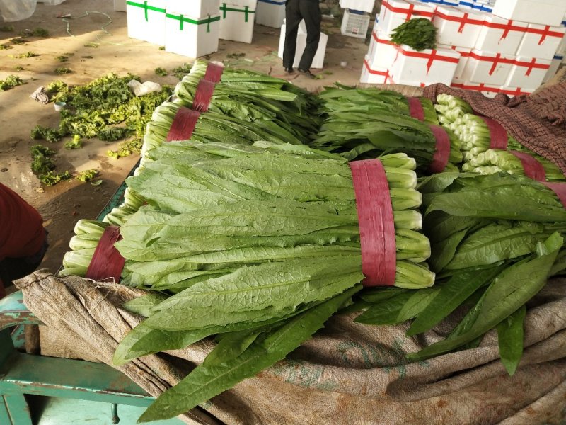 河北邯郸永年大量供应精品油麦菜