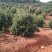 东魁杨梅树地径5公分，成活率高，高度2米以上的大量