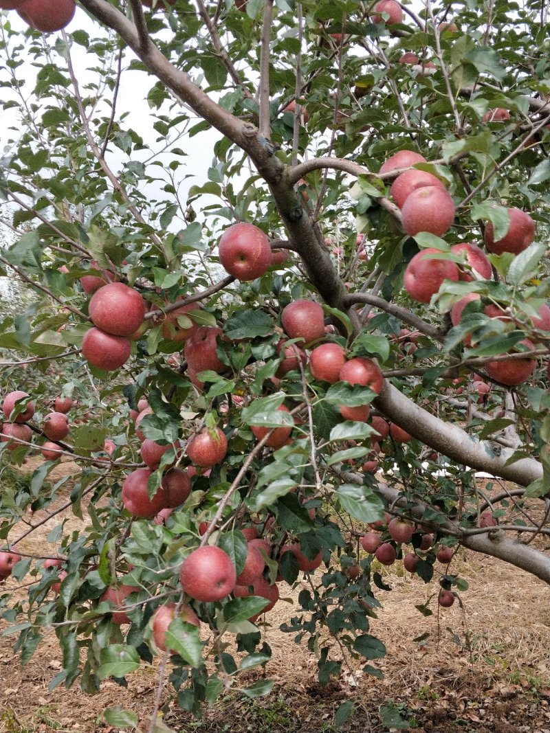 四川凉山苹果冰糖心新鲜水果包邮5斤大果