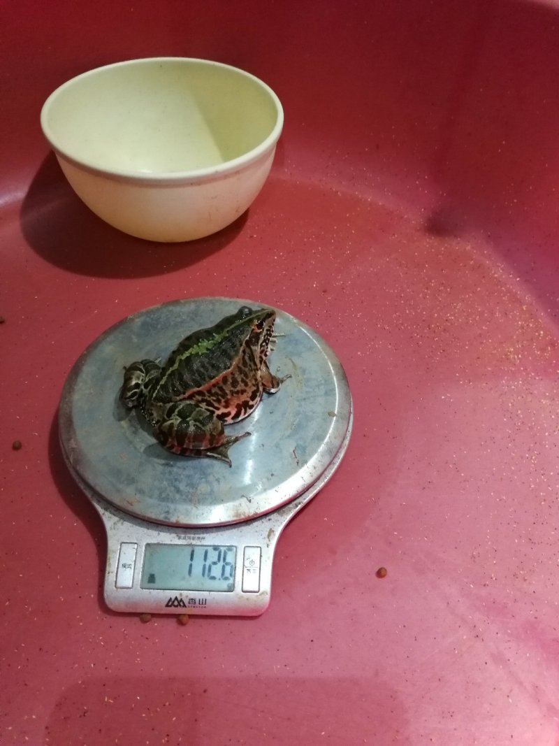优质青蛙苗，黑斑蛙苗，卵团