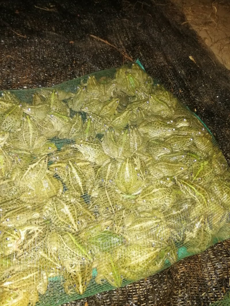 优质青蛙苗，黑斑蛙苗，卵团
