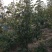 韩国黄金梨三年树苗