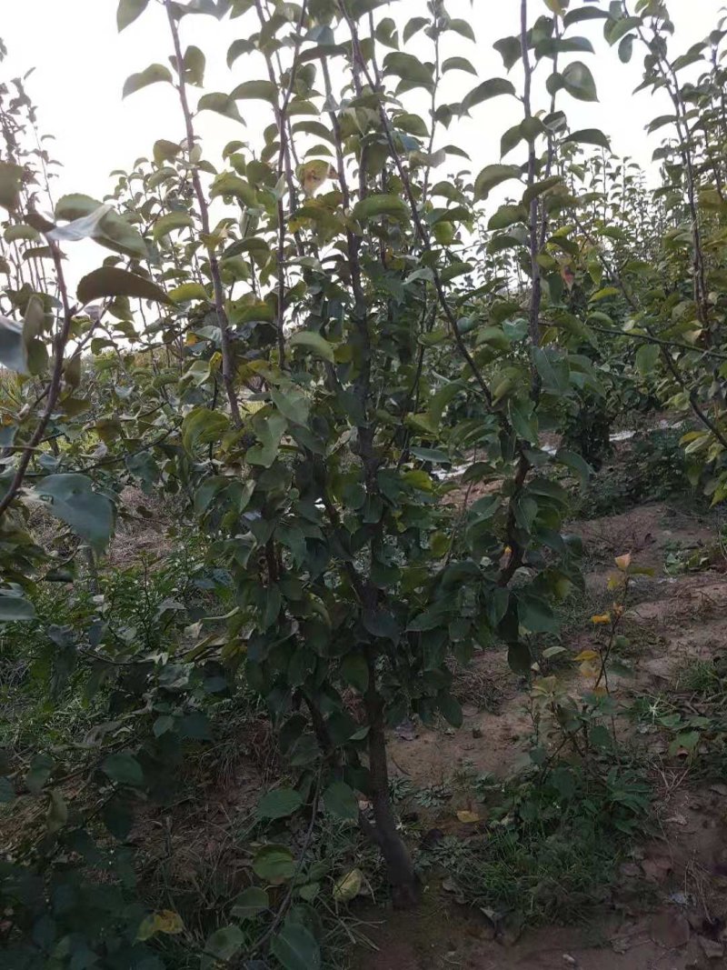 韩国黄金梨三年树苗