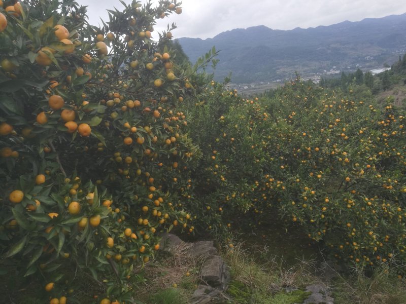 南丰蜜橘大量上市果面干净口感青甜欢迎各位老板前来看货