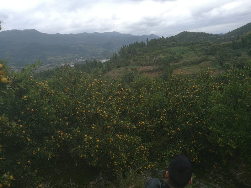 南丰蜜橘大量上市果面干净口感青甜欢迎各位老板前来看货
