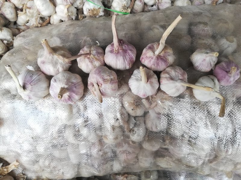 大蒜混级统货新蒜，精选分级各种规格，精加工包装