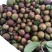 湖北省罗田县三里畈镇油茶油
